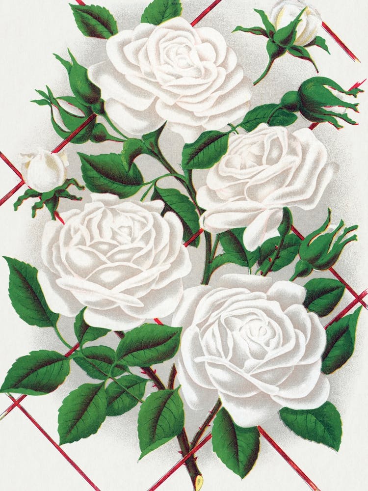 Vintage Botanical _2697914