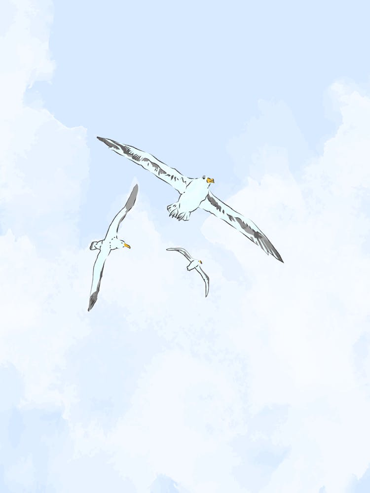 Seagulls