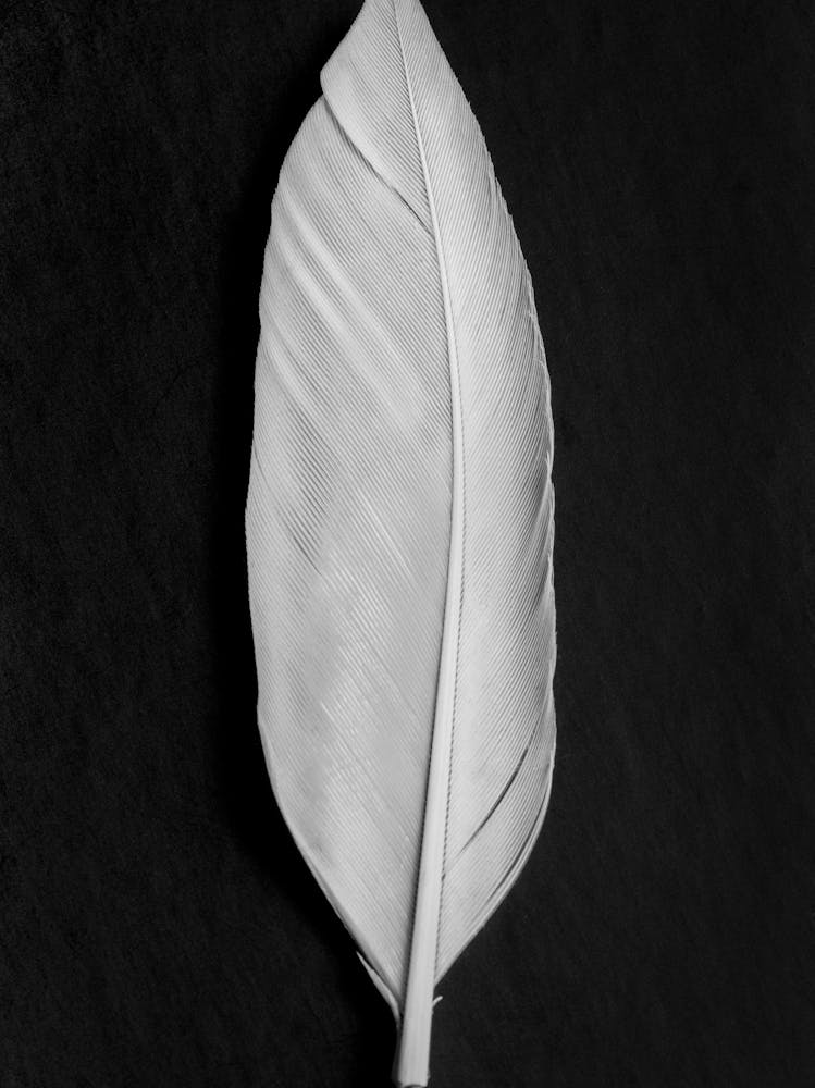 Feather Black and White_2191105