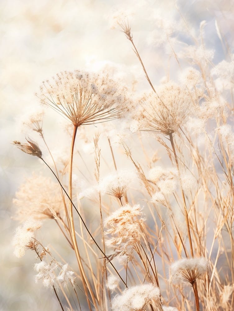 Boho Dried Flowers Queen Annes Lace 12