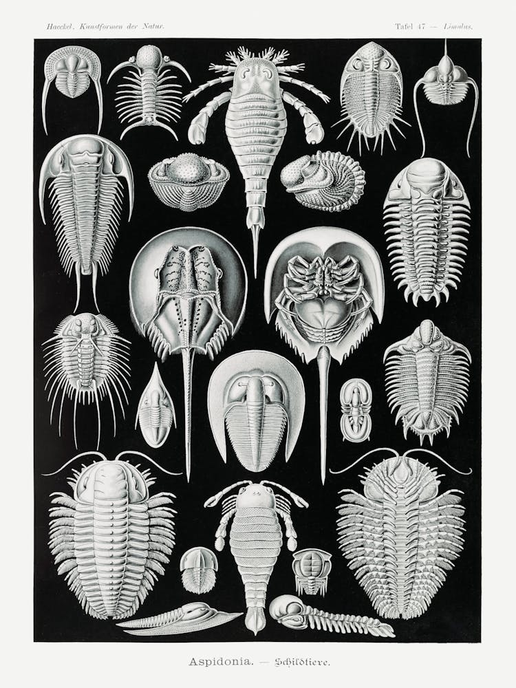 Fossils Of Trilobites