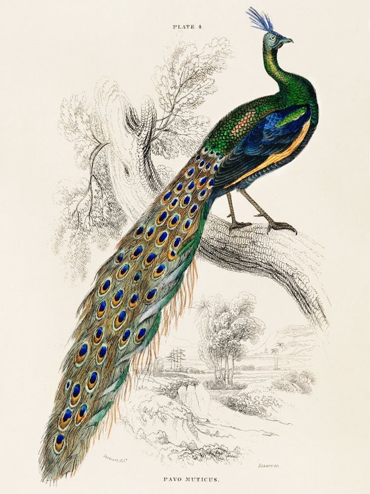Male Peacock