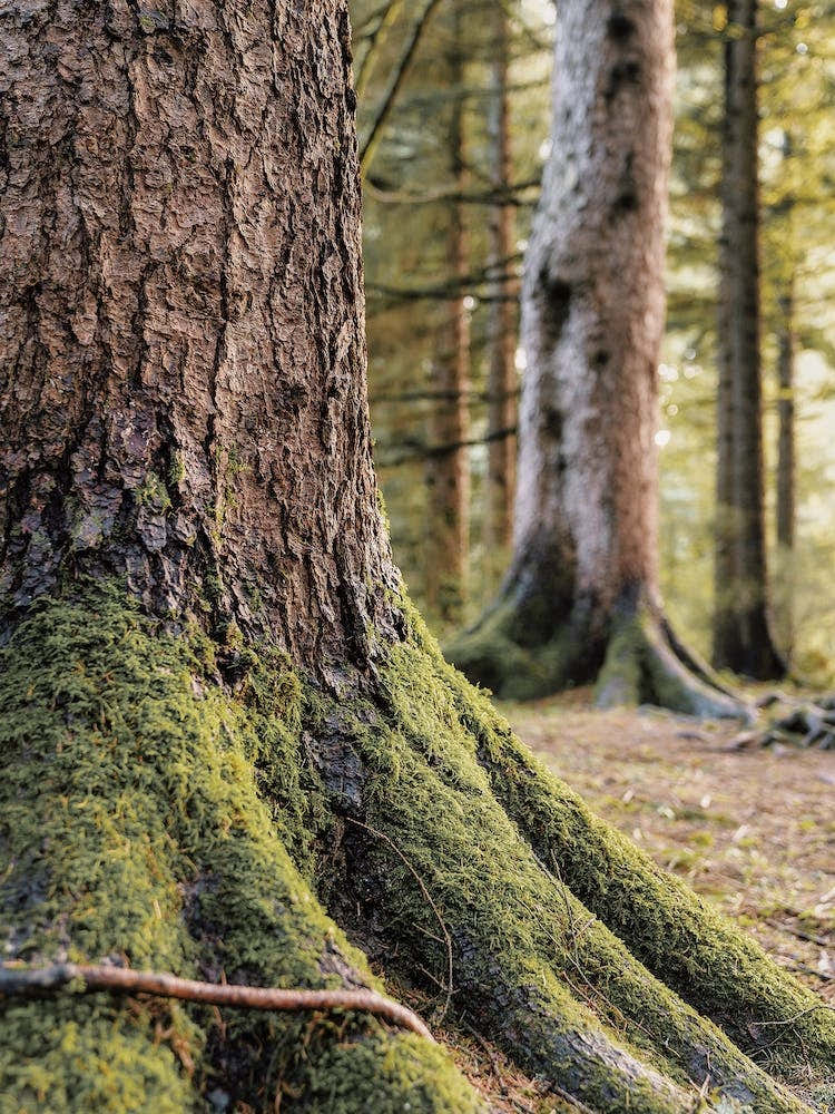 Mossy Tree Trunk