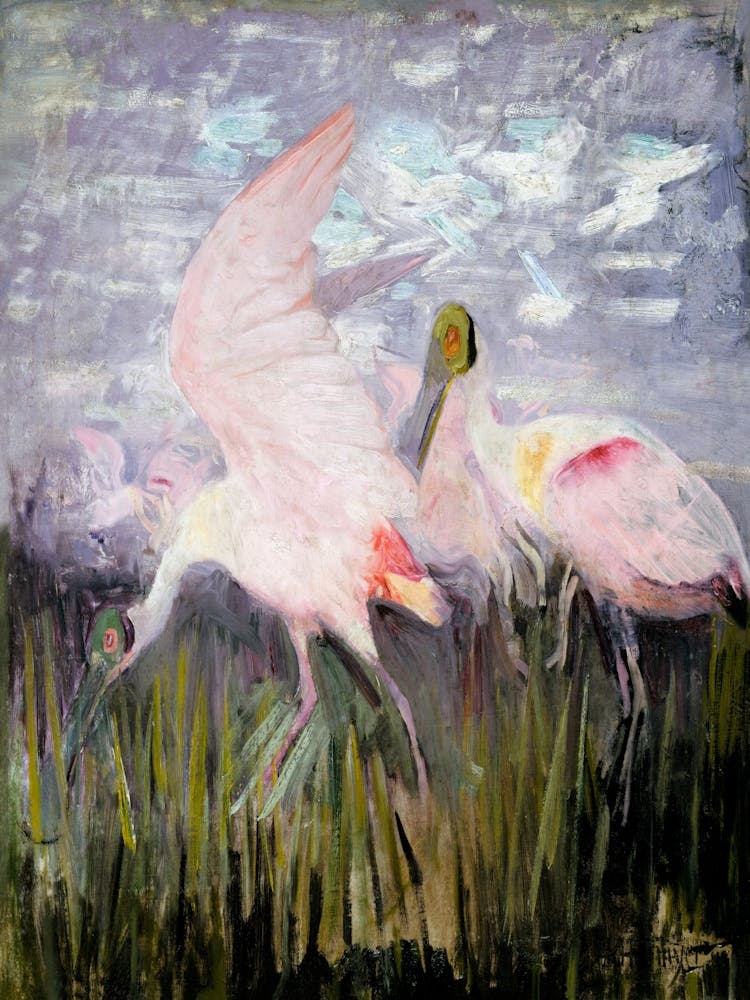 Pink Spoonbills