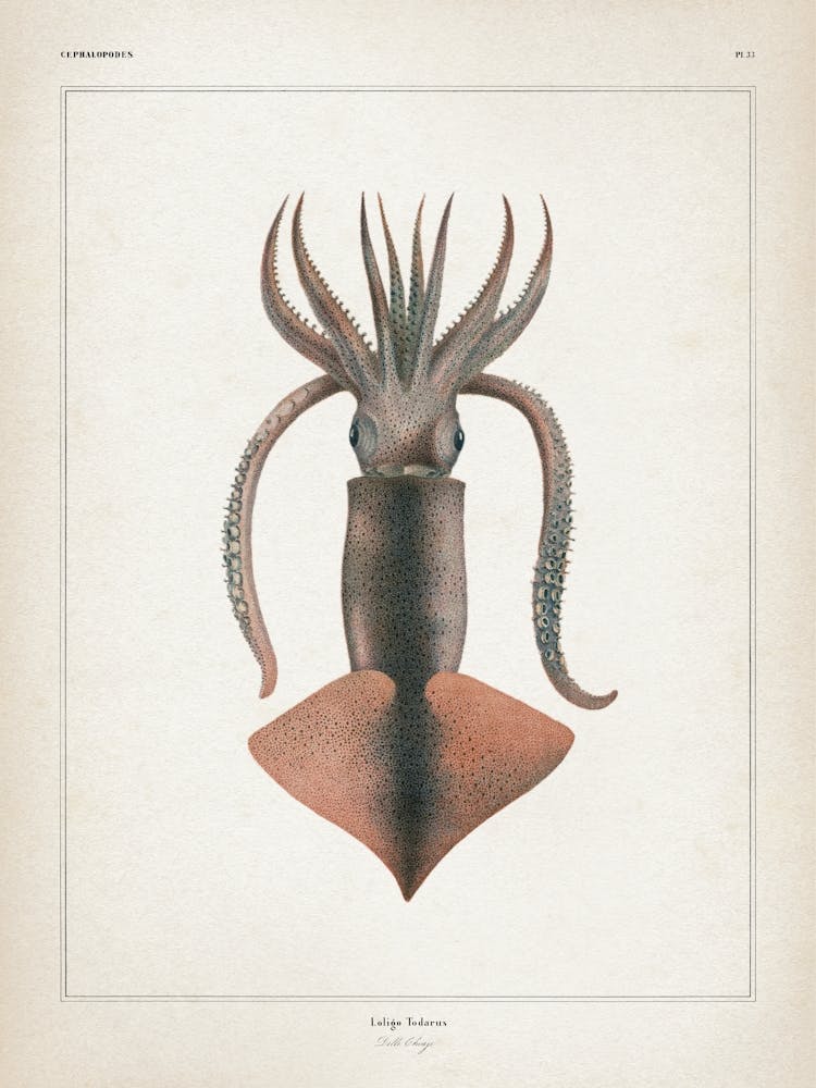 Vintage Vérany 2 Loligo Todarus