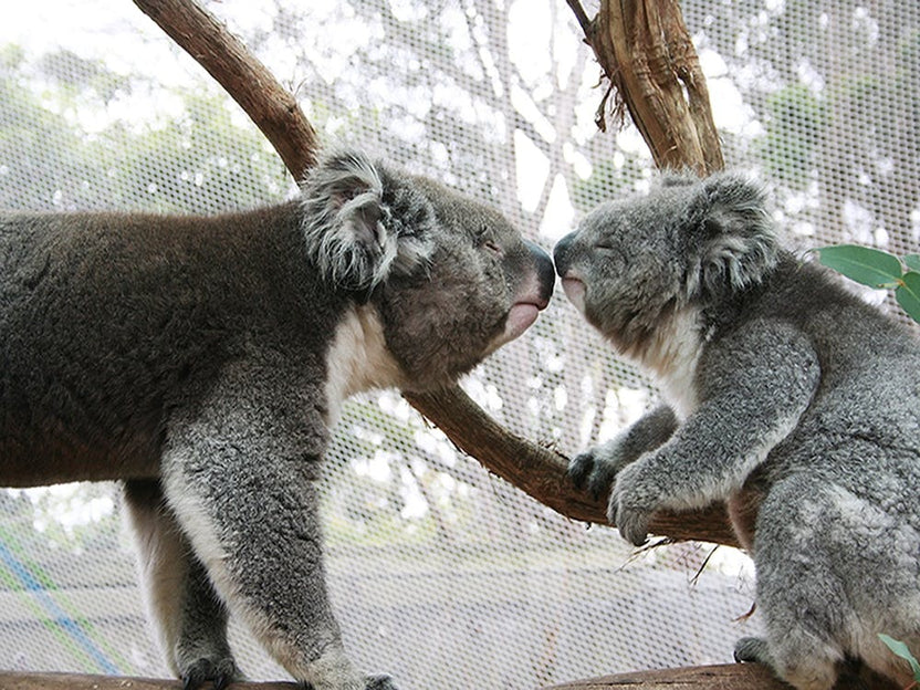 Koala Love