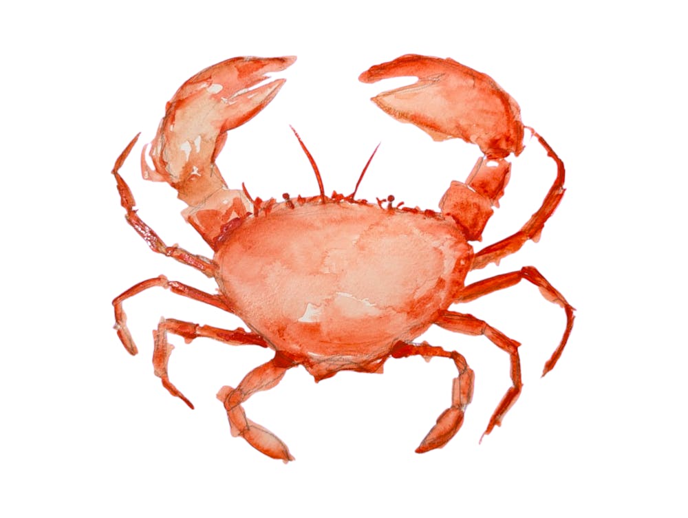 Red Crab Watercolour Illustration Kitchen