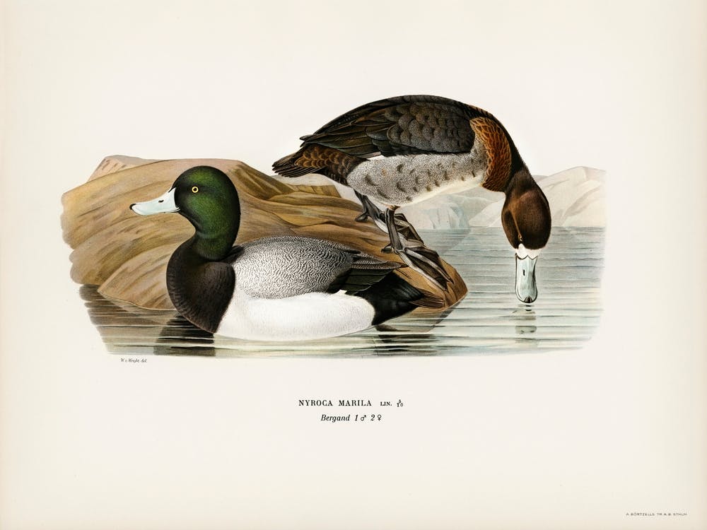 Greater Scaup, Scaup (Nyroca Marila), The Von Wright Brothers