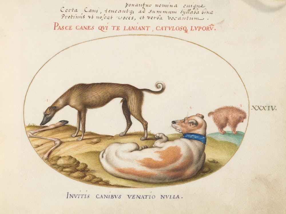 Quadervpedia Animals And Reptiles, Joris Hoefnagel (8)