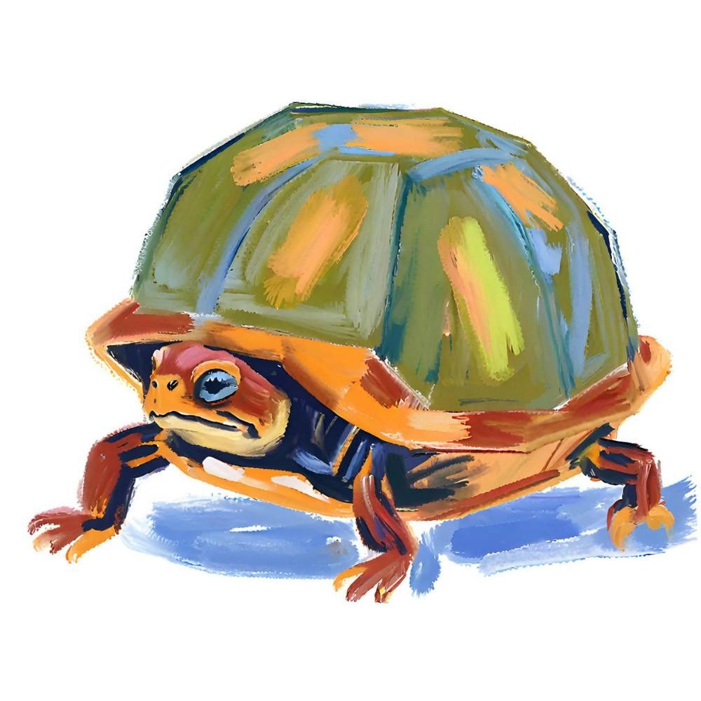 Box Turtle 08