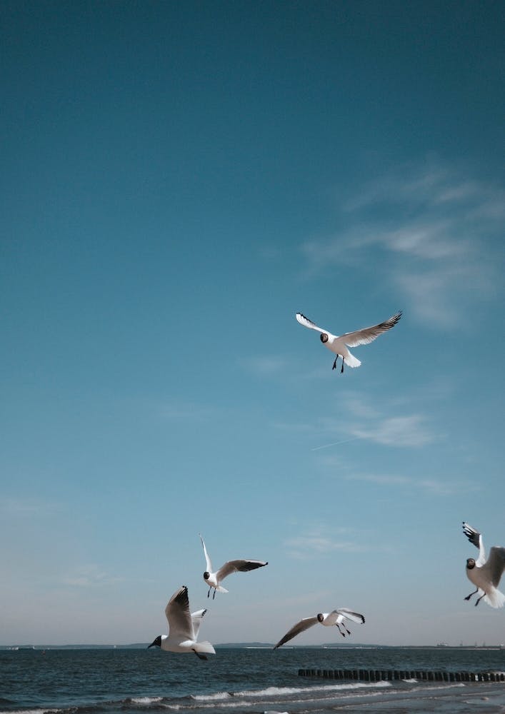 Seaside And Gulls