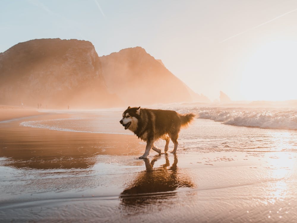 Husky on the beach in Portugal during sunset