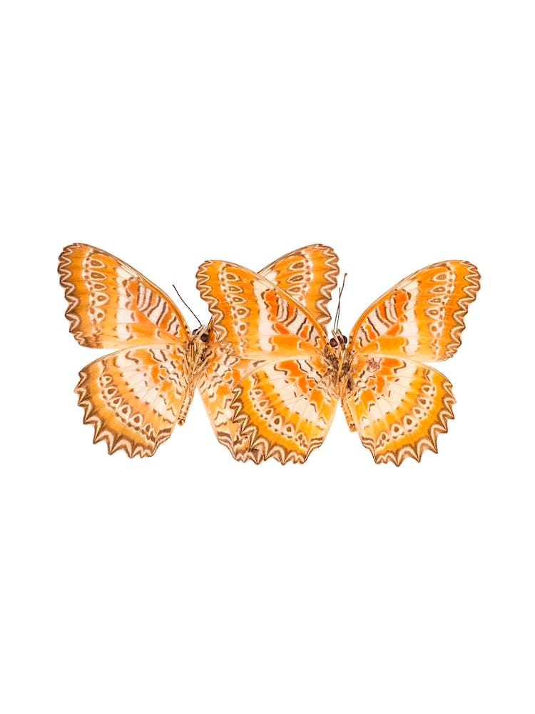 Two Butterflies Landscape