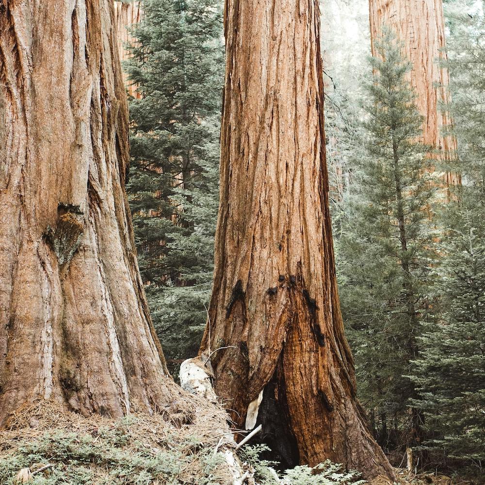 Redwood Trees Square