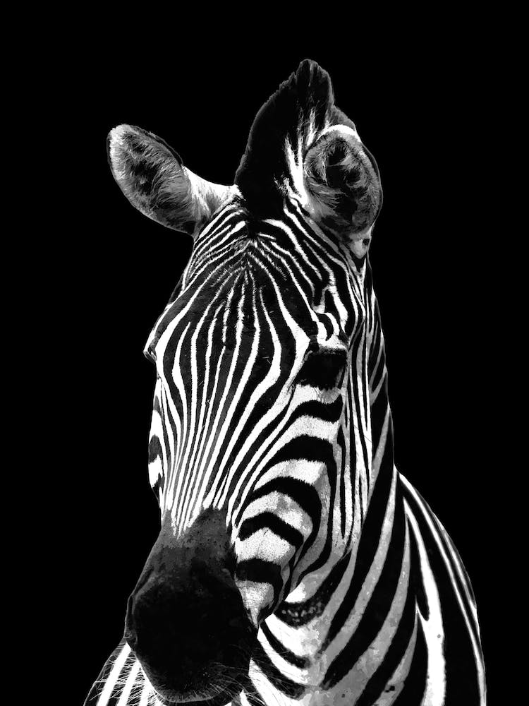 Black and White Zebra