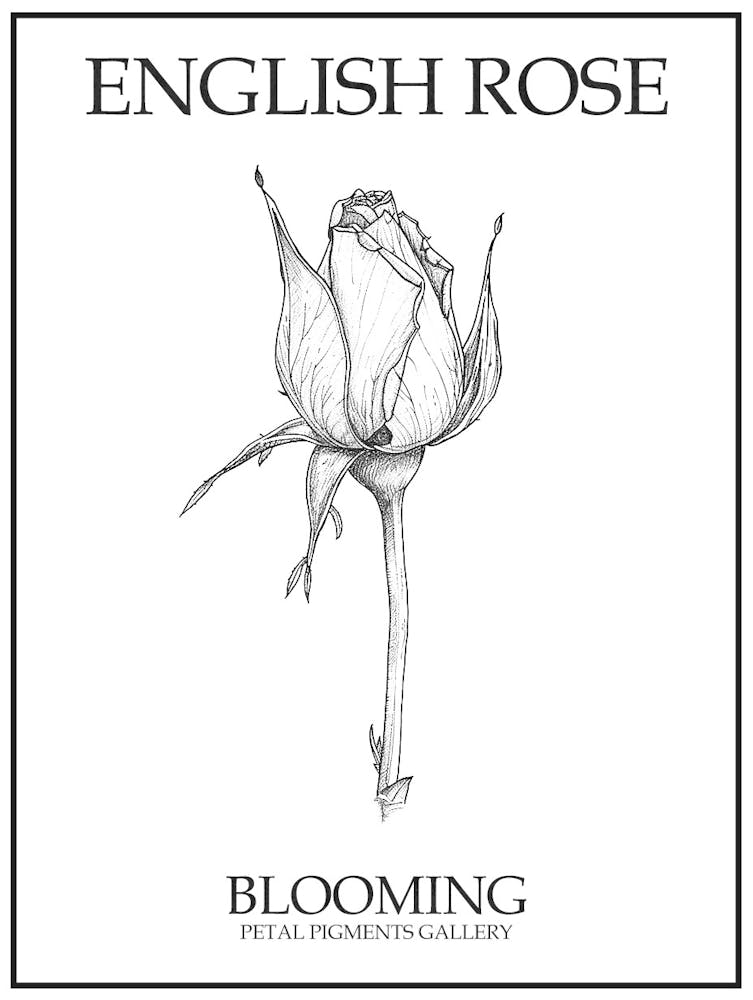 English Rose Blooming Line Drawing 4 Poster