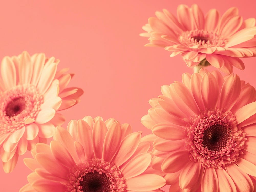 Vintage peach blooming beauties gerbera flowers - peach fuzz trend - nature and travel photography by Christa Stroo Photography