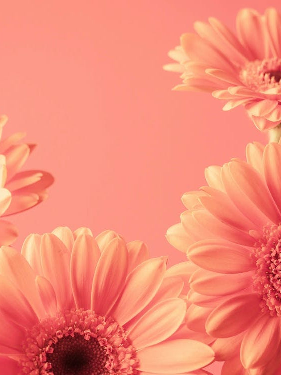 Vintage peach blooming beauties gerbera flowers - peach fuzz trend - nature and travel photography by Christa Stroo Photography