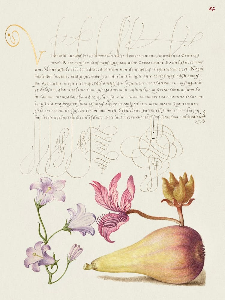 Rampion, Dittany, And Pear From Mira Calligraphiae Monumenta, Joris Hoefnagel