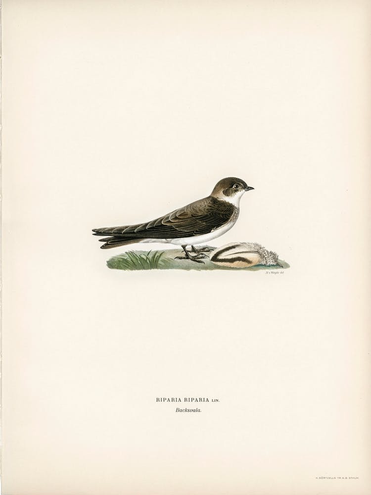 Riparia Riparia, The Von Wright Brothers