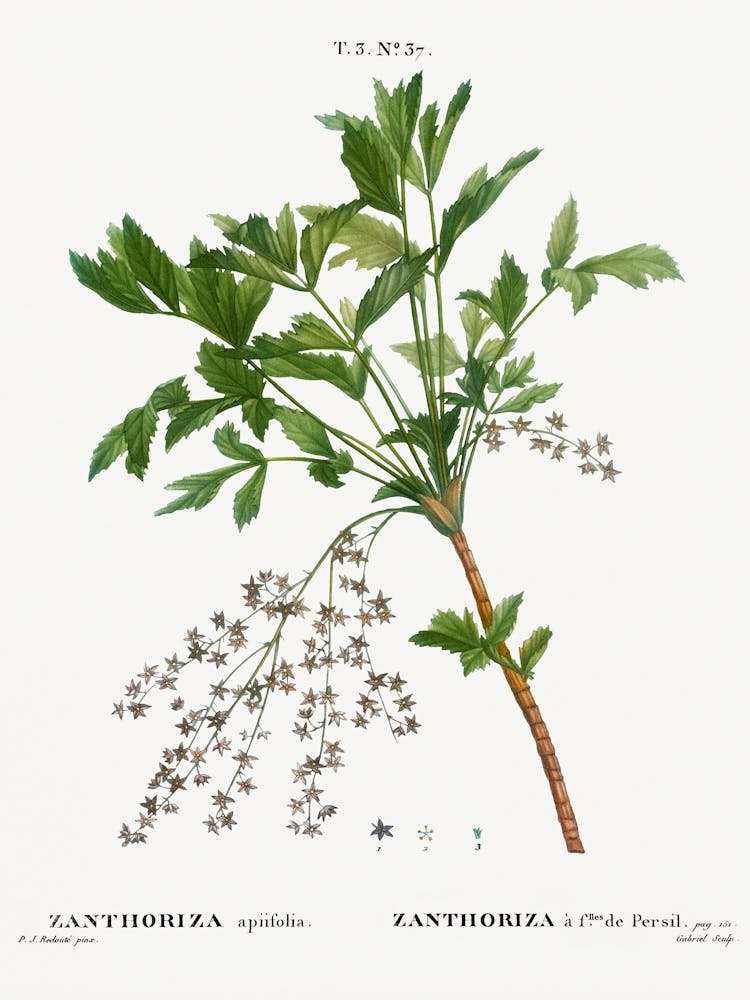 Shrub Yellowroot, Pierre Joseph Redoute