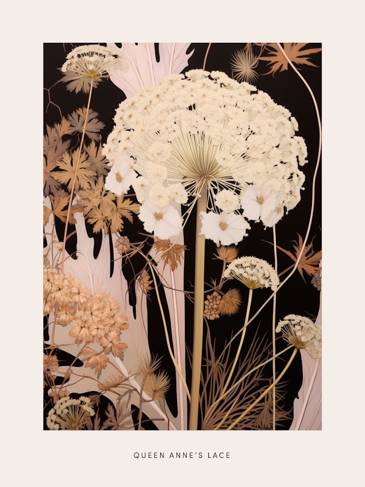 Flower Illustration Queen Annes Lace 1 Poster