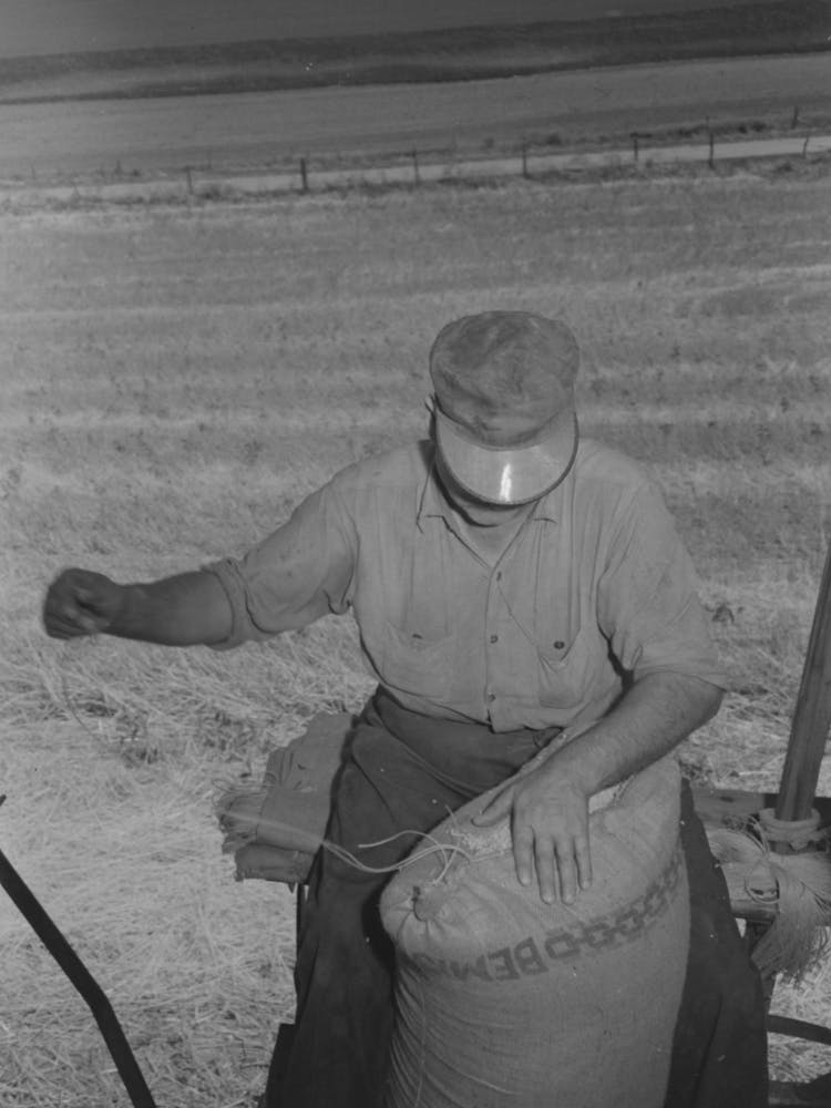 Walla Walla County, Washington,Wheat Farmer Sewing Up The Bemis Bags Of Wheat By Russell Lee