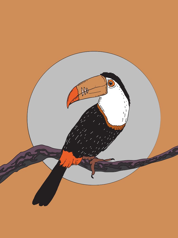 Toucan Bird