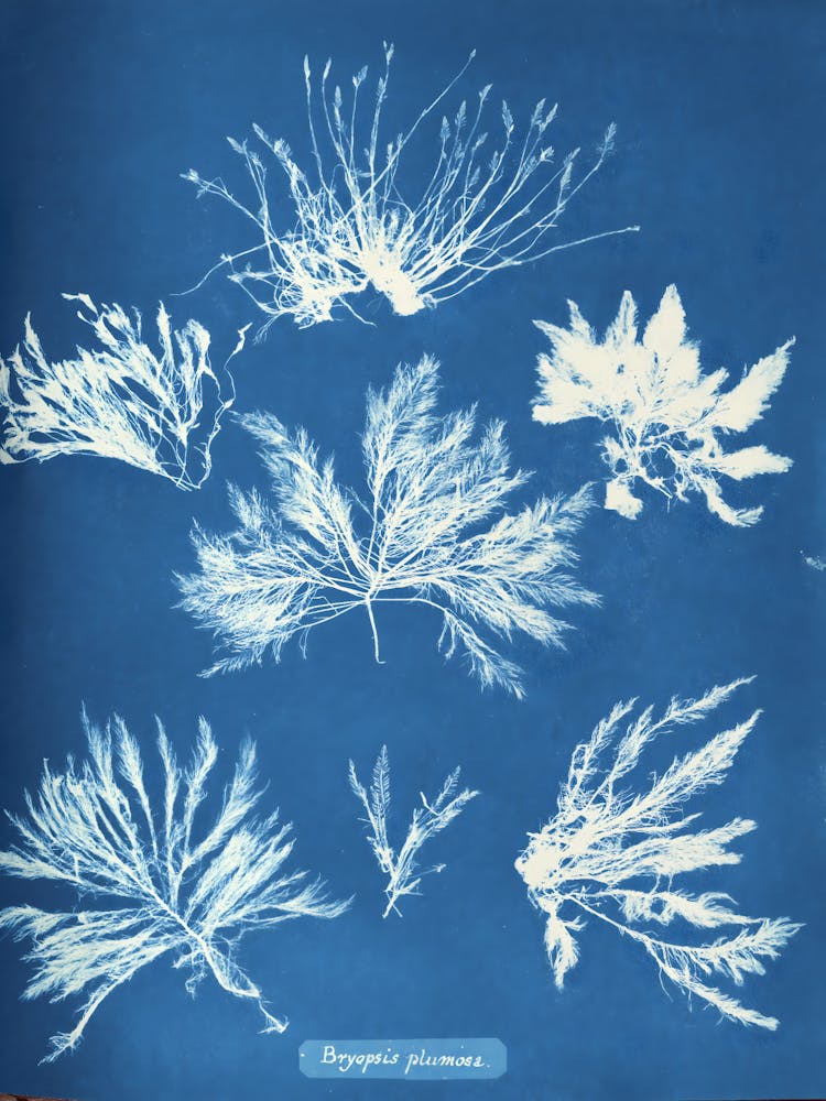 Seaweeds