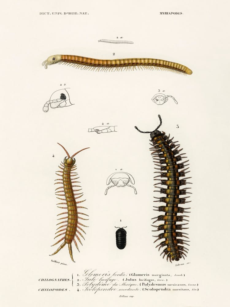 Different Types Of Millipeds, Charles Dessalines D' Orbigny