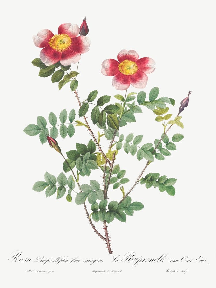 Variegated Flowering Variety Of Burnet Rose, Pierre Joseph Redoute