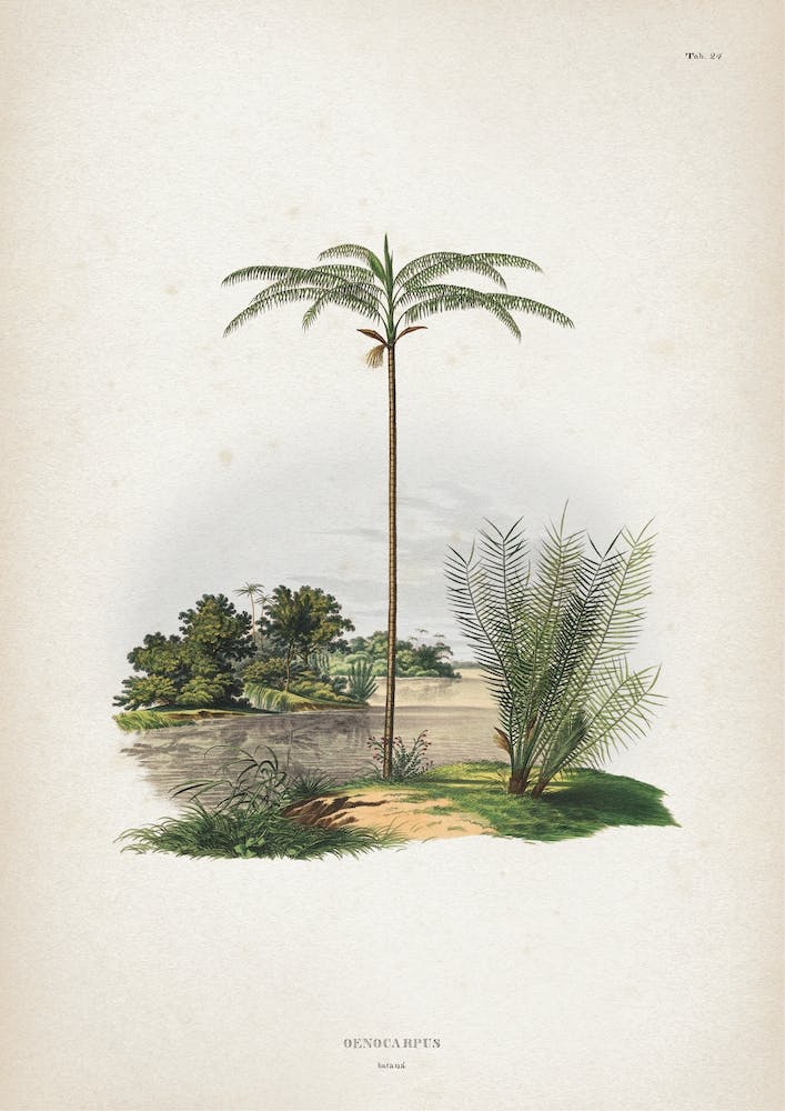 Vintage Martius 1 Oenocarpus Bataua