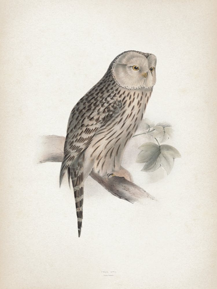 Vintage Lear 2 Ural Owl