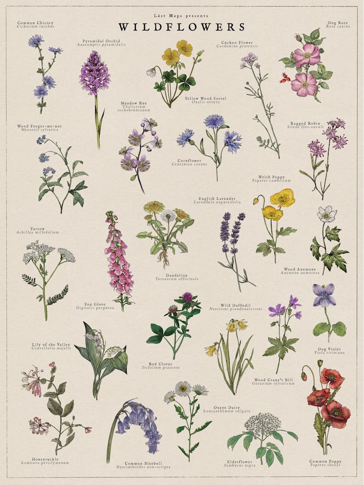 Wildflowers Illustrated Botanical