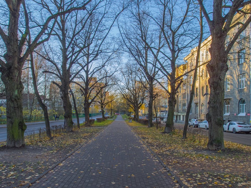 City Street In Autumn
