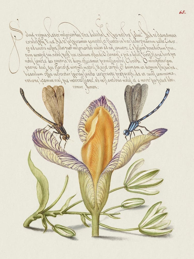 Damselflies, Spanish Iris, And Star Of Bethlehem From Mira Calligraphiae Monumenta, Joris Hoefnagel