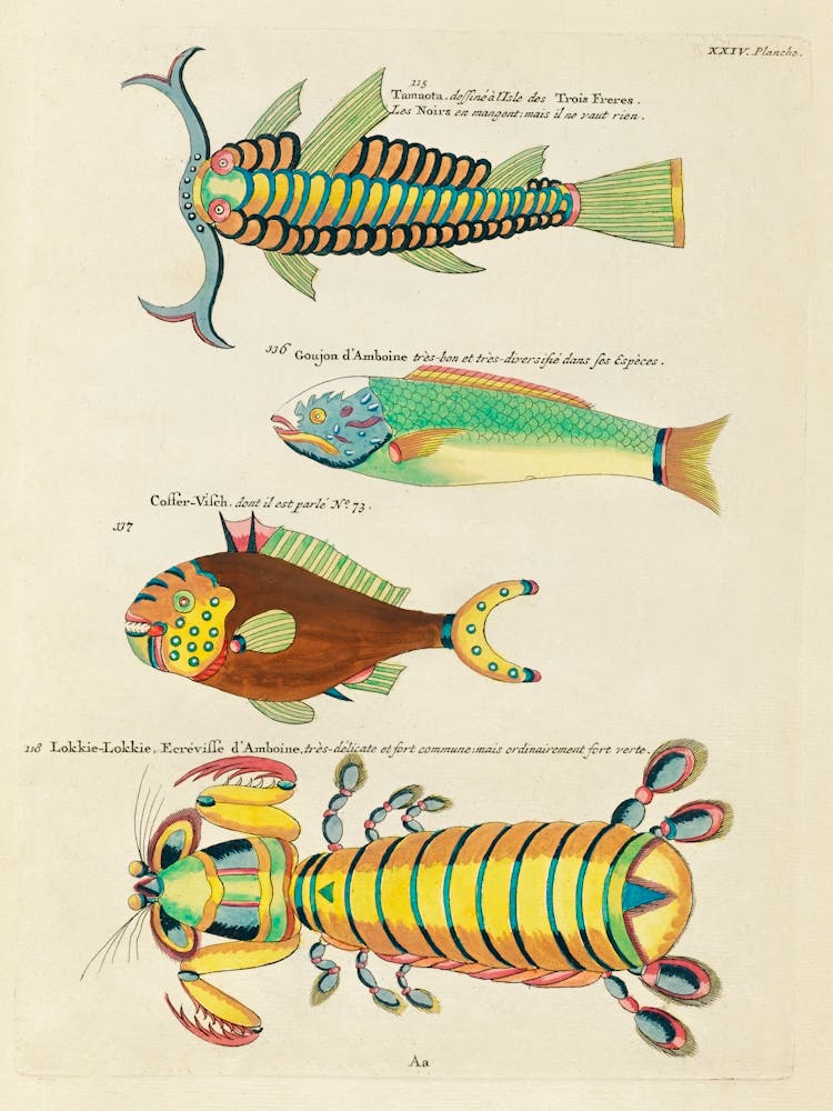 Colourful And Surreal Illustrations Of Fishes And Other Marine Life Found In Moluccas (Indonesia) And The East Indies, Louis Renard(47)