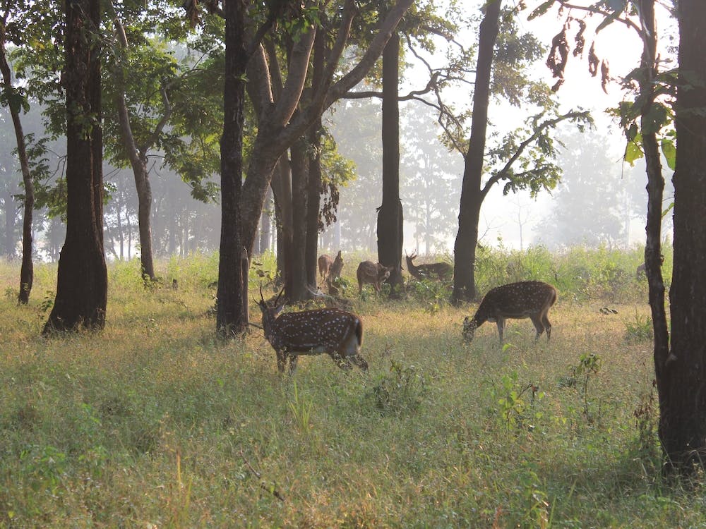 Kanha India Deer