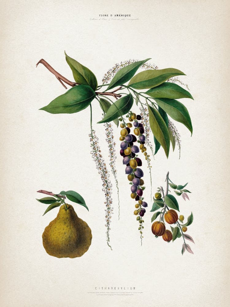 Vintage Denisse 5 Citharexyllum