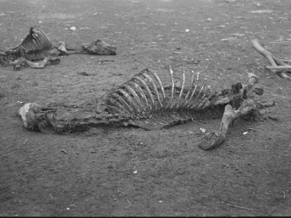 Untitled Photo, Possibly Related To Head Of Horse That Died Of Compaction Due To Poor Feed