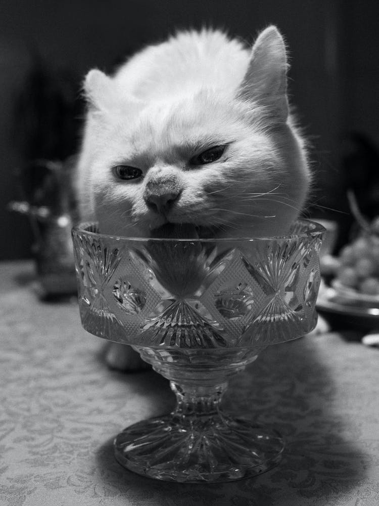 Holiday Season - Black And White - Cat Licking A Cocktail Glass