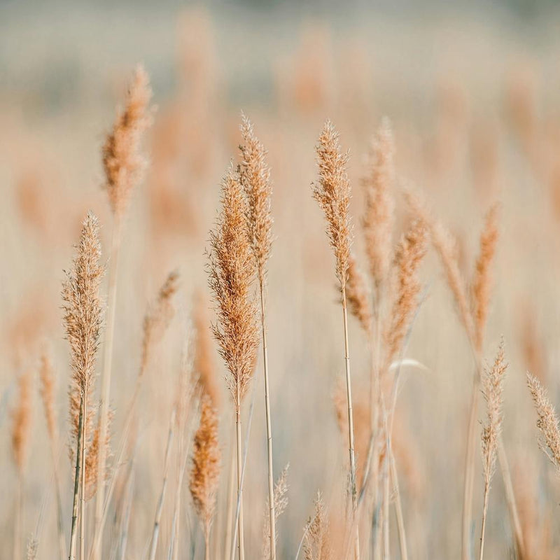 Wild Wheat Grass
