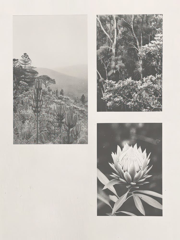 Protea Flower Photo Collage 2
