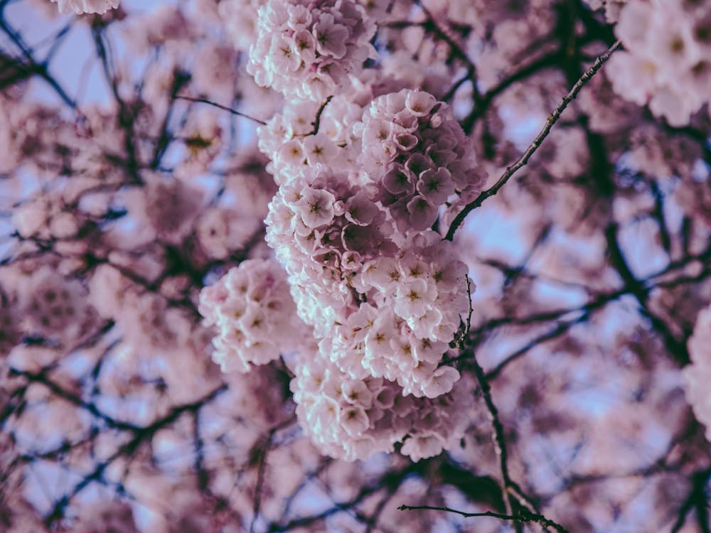 Cherry Blossoms Photo