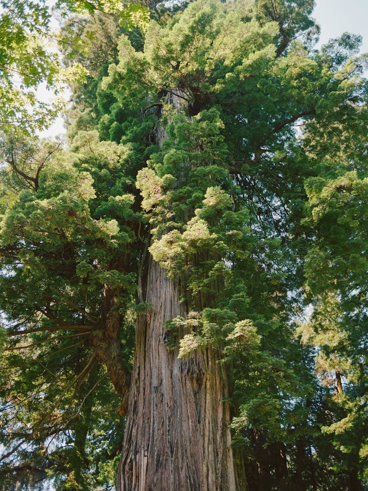 California Redwood Forest on Film