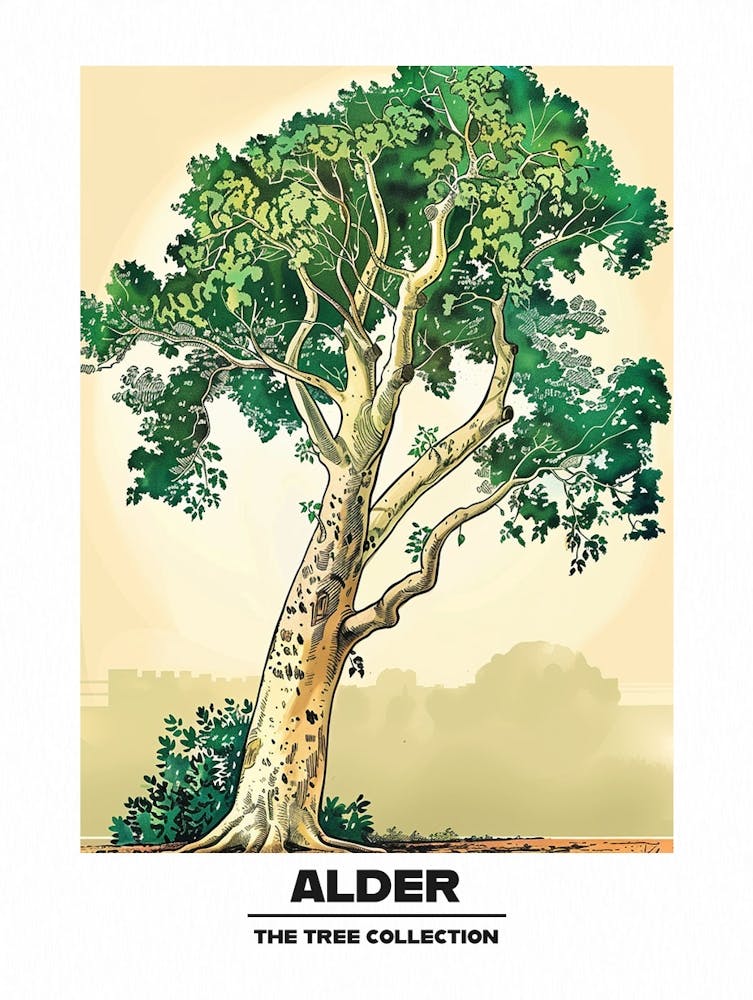 Alder Tree Storybook Illustration 4 Poster