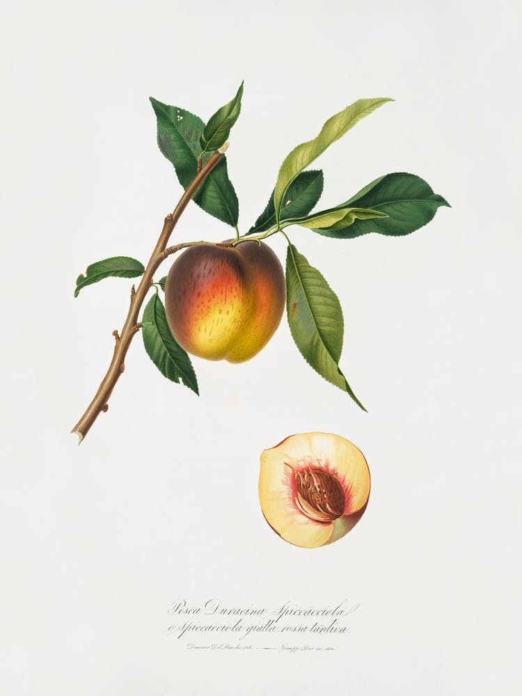 Peach (Prunus Persica) From Pomona Italiana (1817 1839), Giorgio Gallesio 1