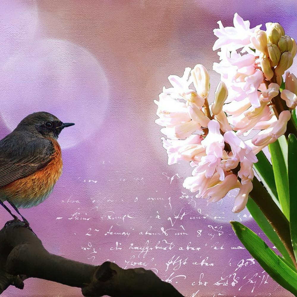 Hyacinth