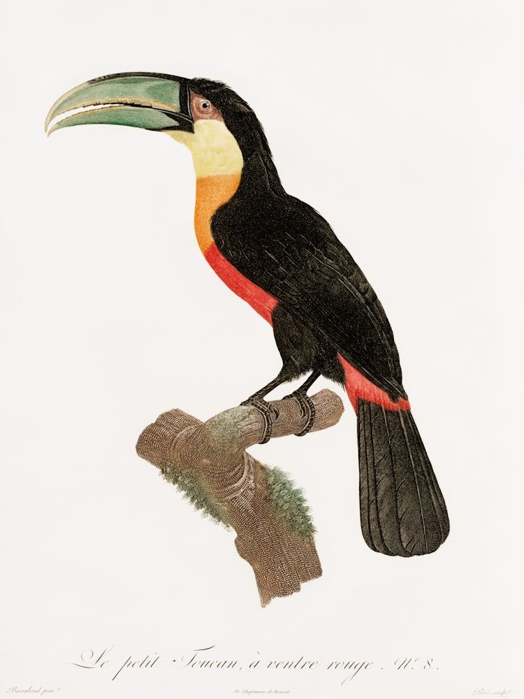Toucan