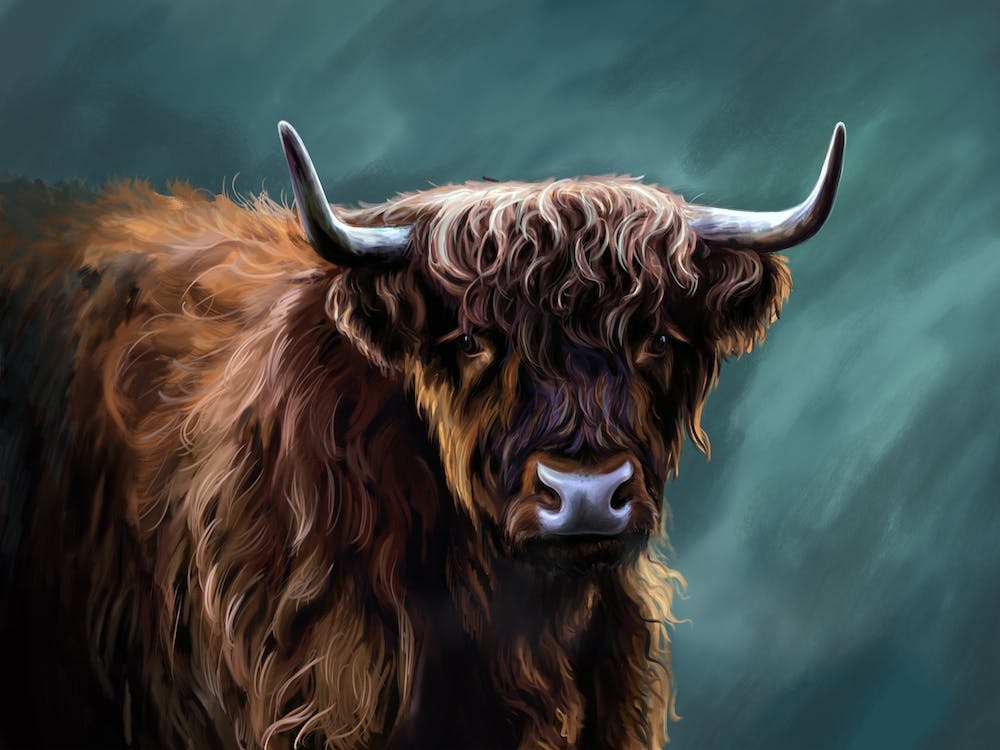 A Highland cow.
